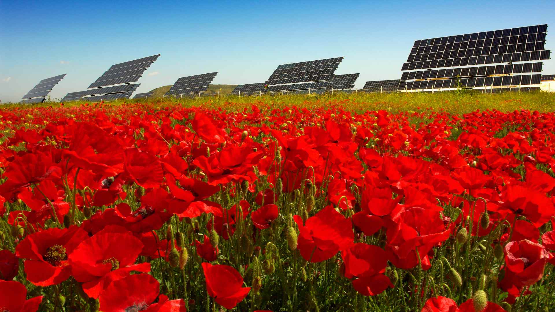 Agrivoltaico: le relazioni agronomiche asseverate le redigono solo i professionisti