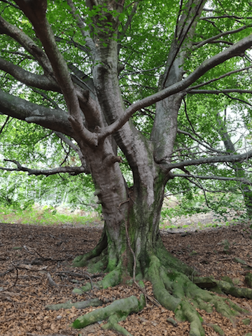 Mettiamo un po’ d’Ordine: La certificazione dei servizi ecosistemici forestali