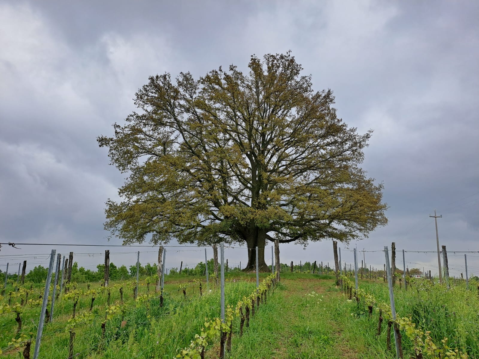 21 novembre: Giornata Nazionale dell’Albero