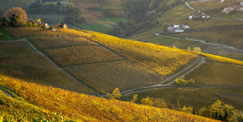 Parliamo di Futuro: Agronomi e Forestali di OIDAF Piemonte si incontrano